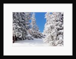 Snowcovered landscape by Anonymous