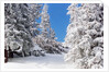 Snowcovered landscape by Anonymous