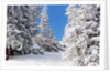 Snowcovered landscape by Anonymous