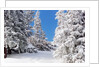 Snowcovered landscape by Anonymous