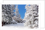 Snowcovered landscape by Anonymous