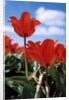 Red tulips by Anonymous