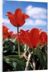Red tulips by Anonymous