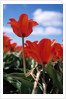 Red tulips by Anonymous