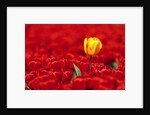 Red tulips by Anonymous