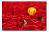 Red tulips by Anonymous
