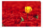 Red tulips by Anonymous