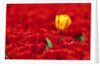 Red tulips by Anonymous
