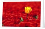 Red tulips by Anonymous