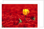 Red tulips by Anonymous