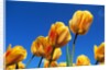 Yellow tulips by Anonymous