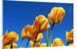Yellow tulips by Anonymous