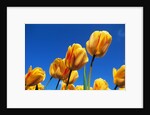 Yellow tulips by Anonymous