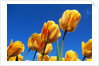 Yellow tulips by Anonymous