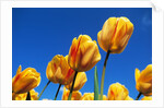 Yellow tulips by Anonymous