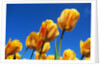 Yellow tulips by Anonymous