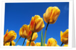 Yellow tulips by Anonymous