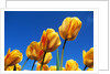 Yellow tulips by Anonymous