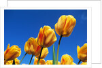 Yellow tulips by Anonymous