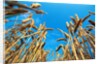 Cornfield by Anonymous