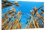 Cornfield by Anonymous