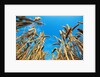 Cornfield by Anonymous
