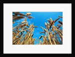 Cornfield by Anonymous