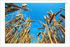 Cornfield by Anonymous