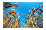 Cornfield by Anonymous