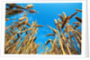 Cornfield by Anonymous