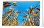 Cornfield by Anonymous