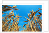 Cornfield by Anonymous