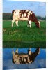 Cow grazing by Anonymous