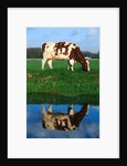 Cow grazing by Anonymous
