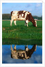 Cow grazing by Anonymous