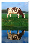 Cow grazing by Anonymous