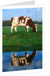 Cow grazing by Anonymous