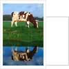 Cow grazing by Anonymous