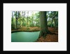 Lake in a wood by Anonymous