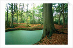 Lake in a wood by Anonymous