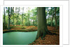 Lake in a wood by Anonymous