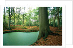 Lake in a wood by Anonymous