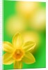 Yellow daffodil by Anonymous