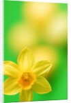 Yellow daffodil by Anonymous