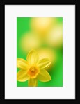 Yellow daffodil by Anonymous