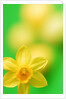Yellow daffodil by Anonymous