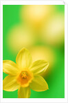 Yellow daffodil by Anonymous