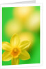 Yellow daffodil by Anonymous