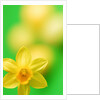 Yellow daffodil by Anonymous