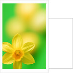 Yellow daffodil by Anonymous